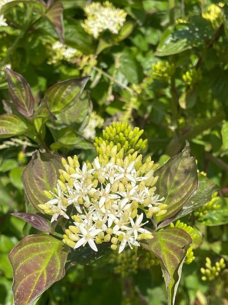 Cornus sanguinea