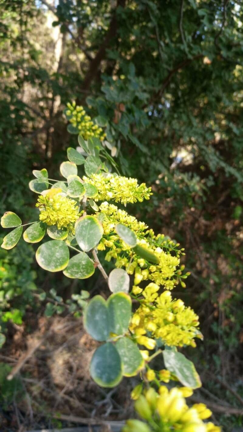 Haematoxylum campechianum