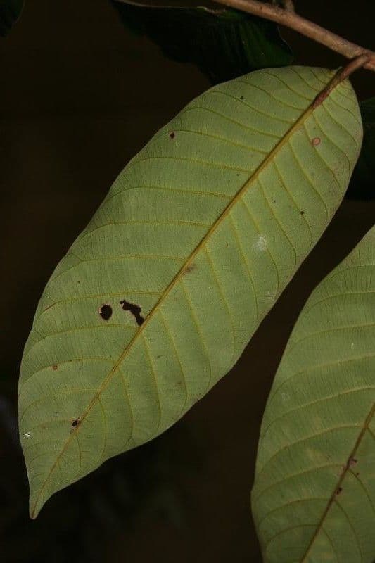 Caraipa punctulata
