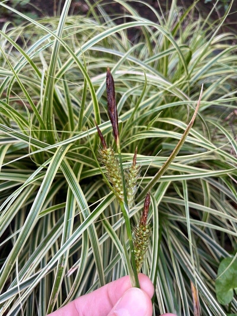 Carex morrowii