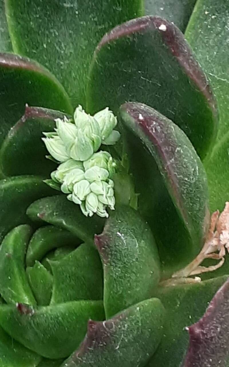 Echeveria pulidonis