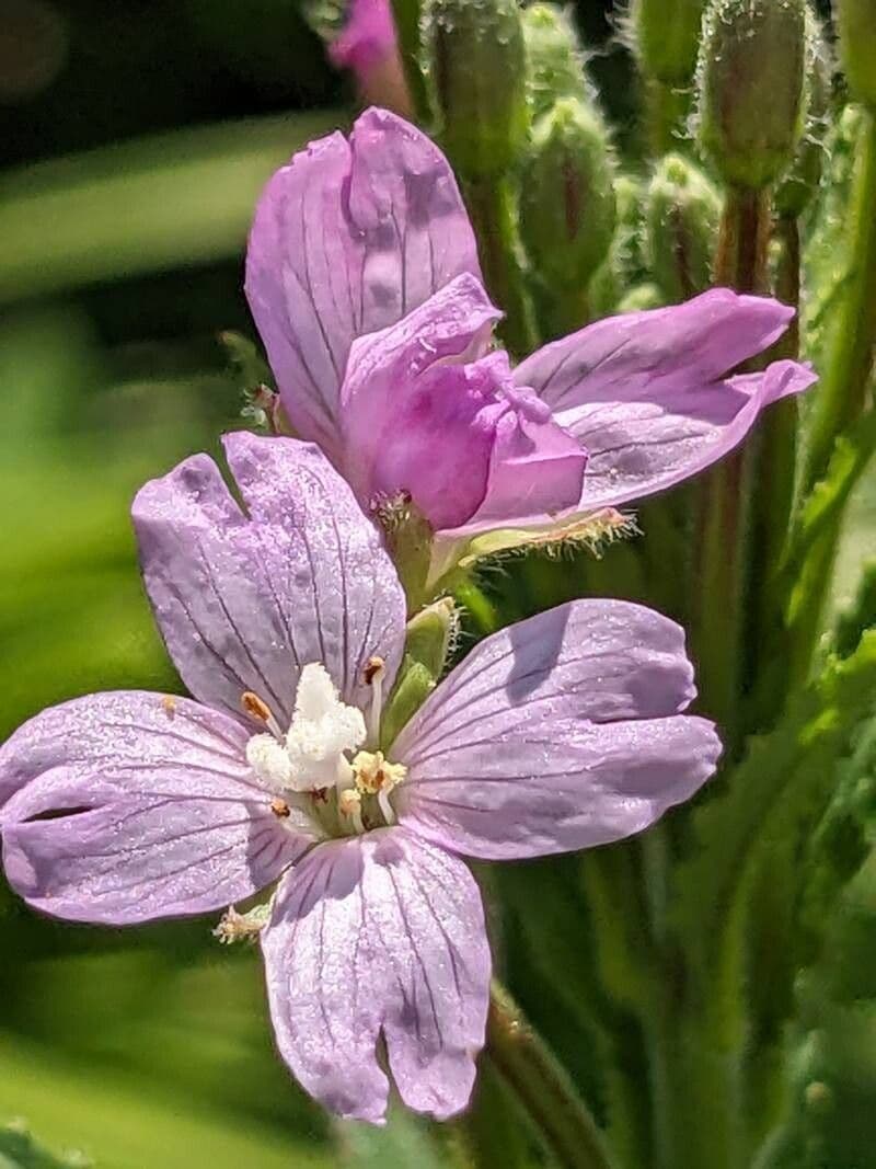 Epilobium parviflorum