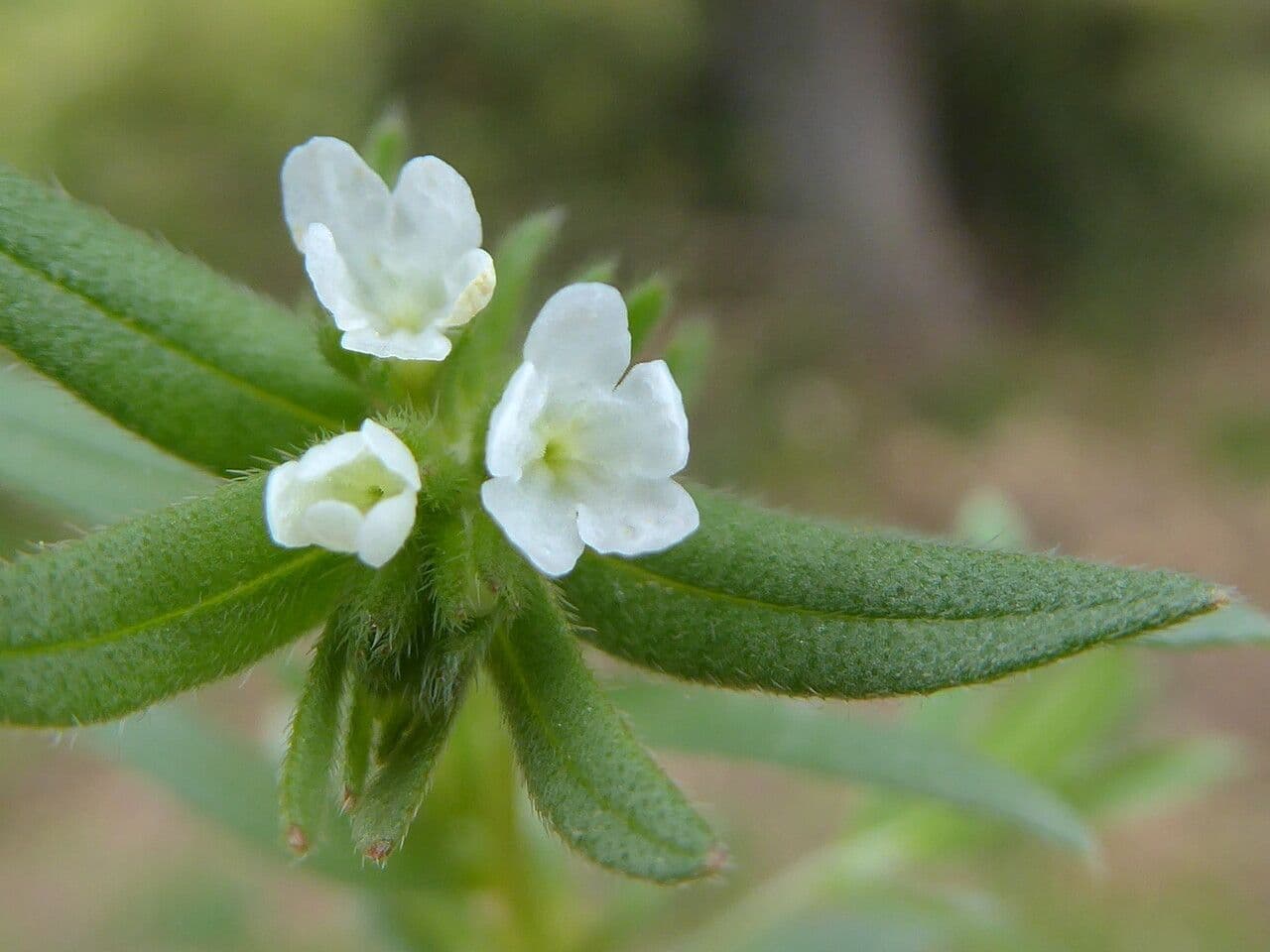 Buglossoides arvensis