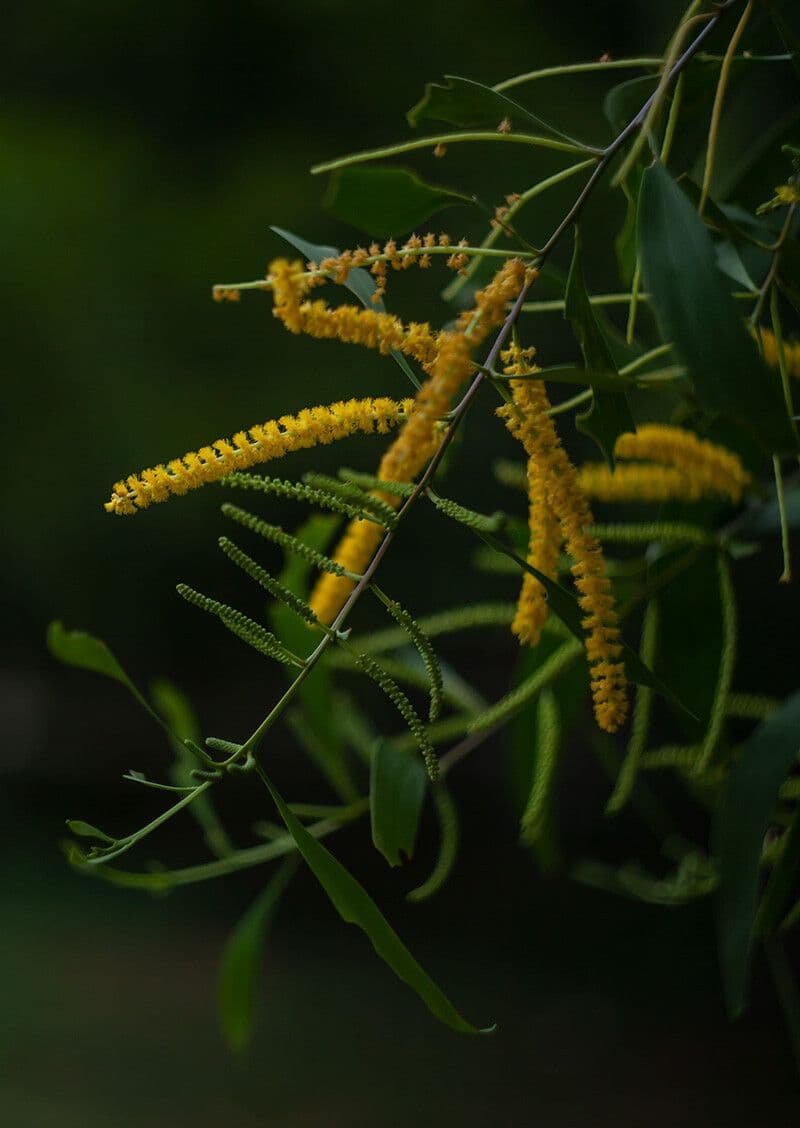 Acacia auriculiformis