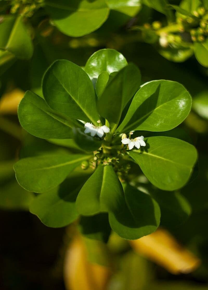 Scaevola taccada