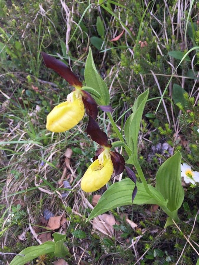 Cypripedium calceolus