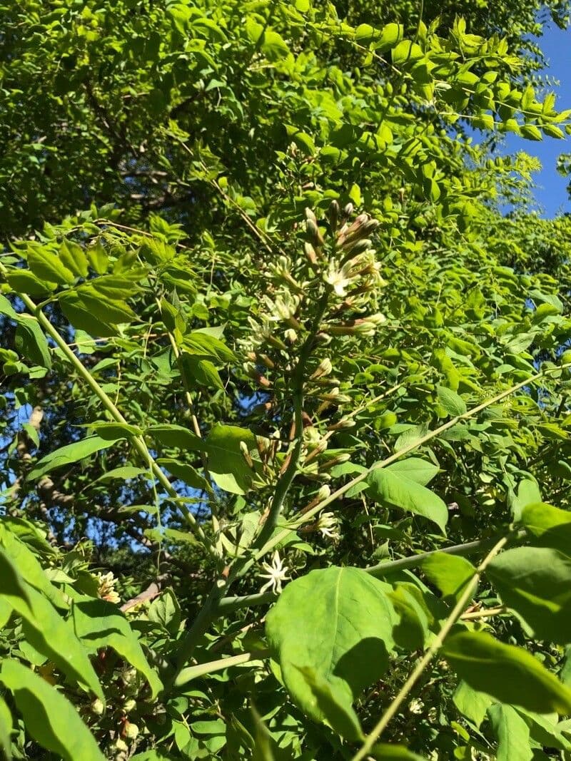 Gymnocladus dioicus