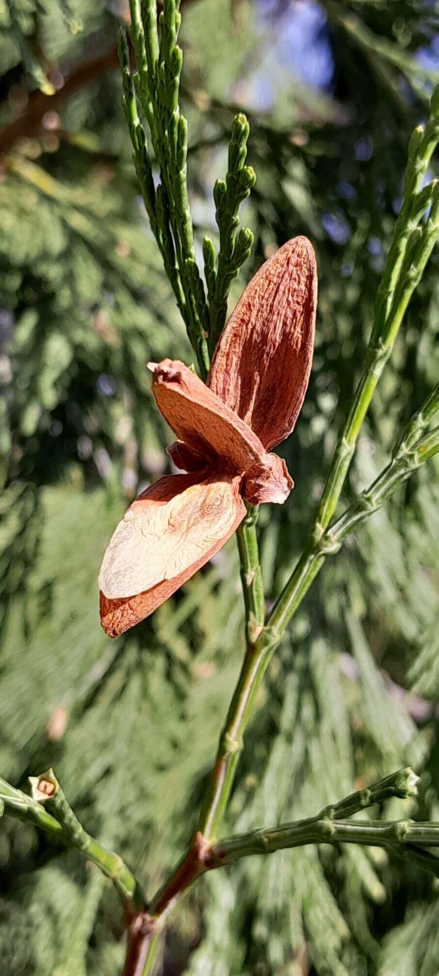 Calocedrus decurrens