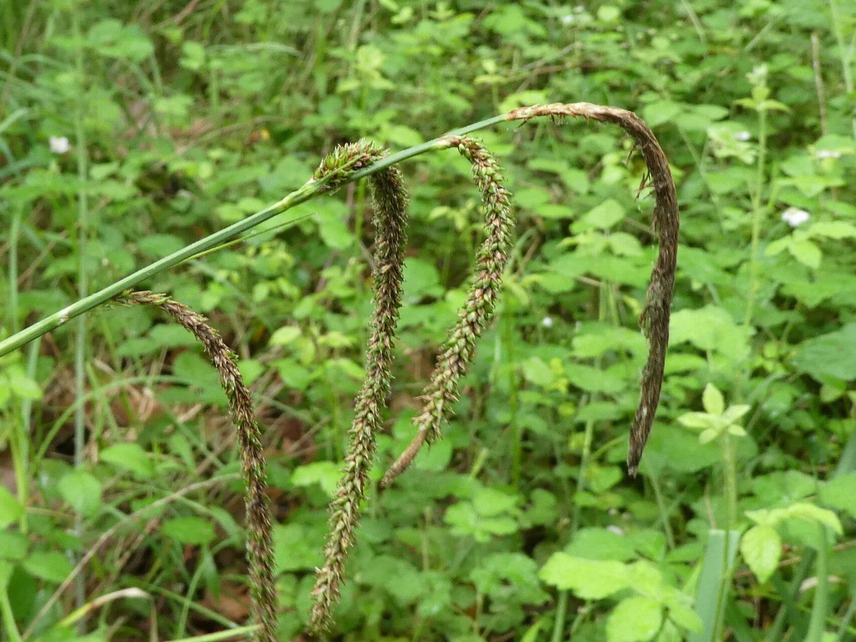 Carex pendula