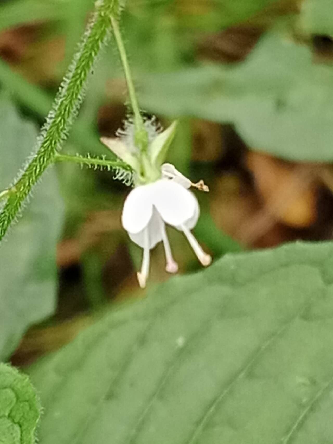 Circaea lutetiana