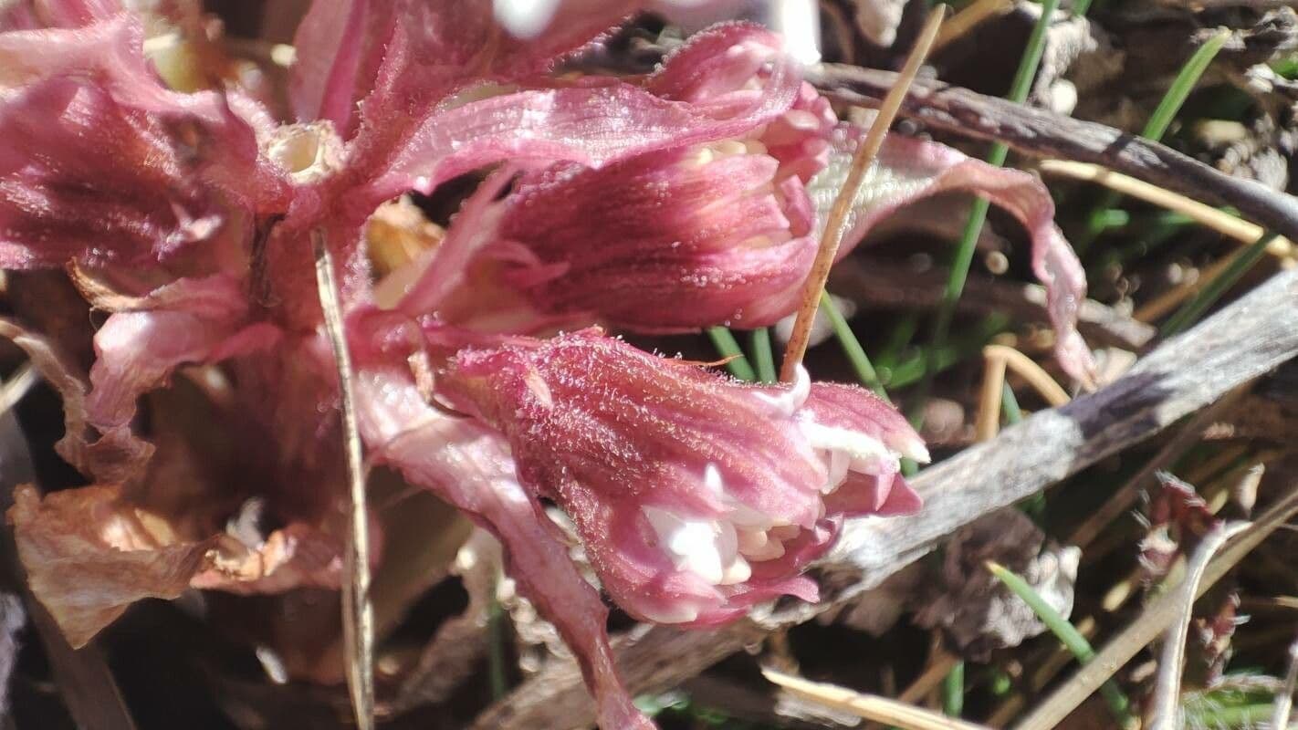 Petasites paradoxus