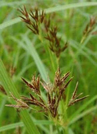 Cyperus fuscus