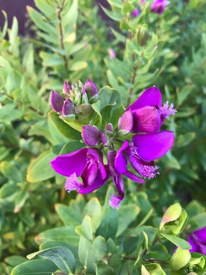 Polygala myrtifolia