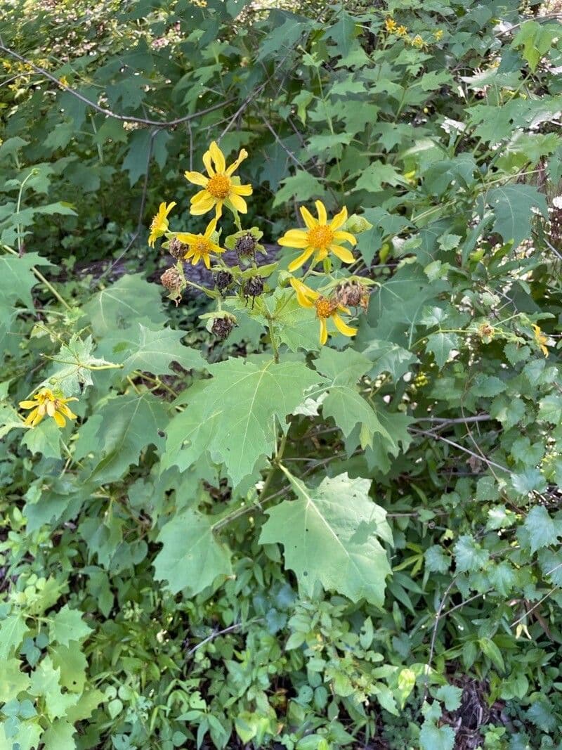 Smallanthus uvedalia