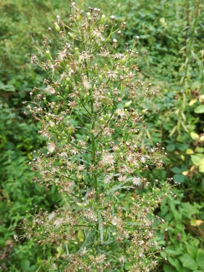 Erigeron canadensis