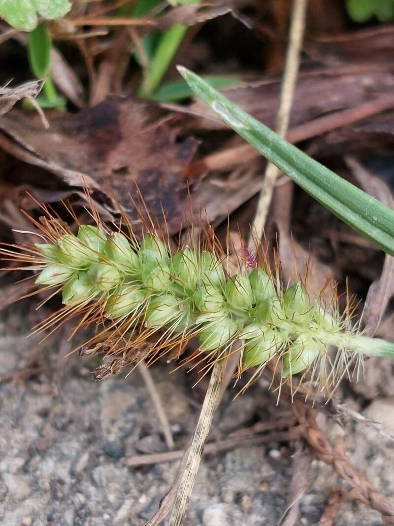 Setaria pumila