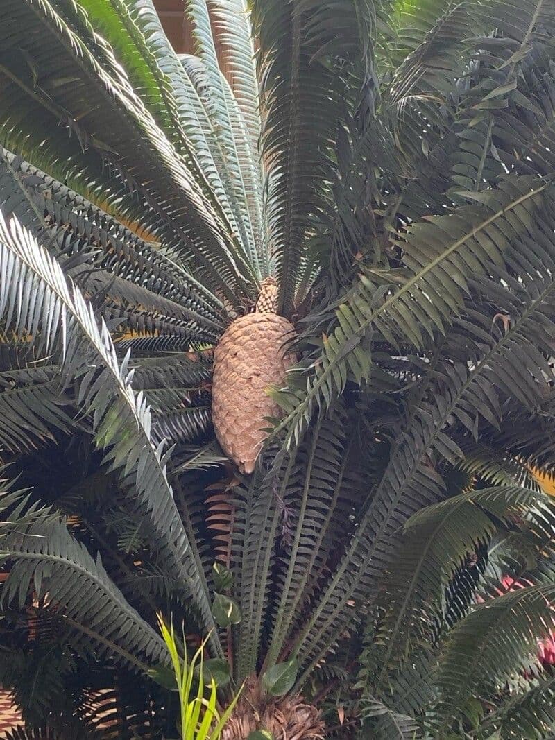 Dioon spinulosum