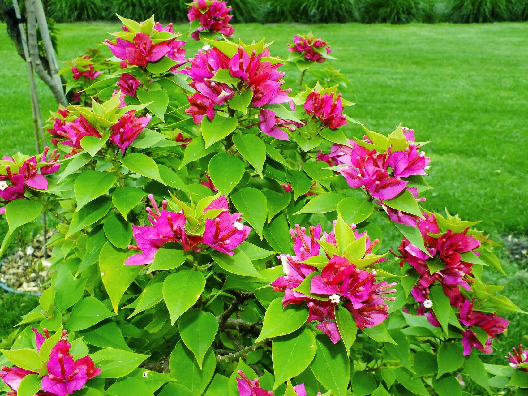 Bougainvillea glabra