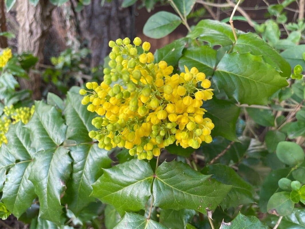 Berberis aquifolium