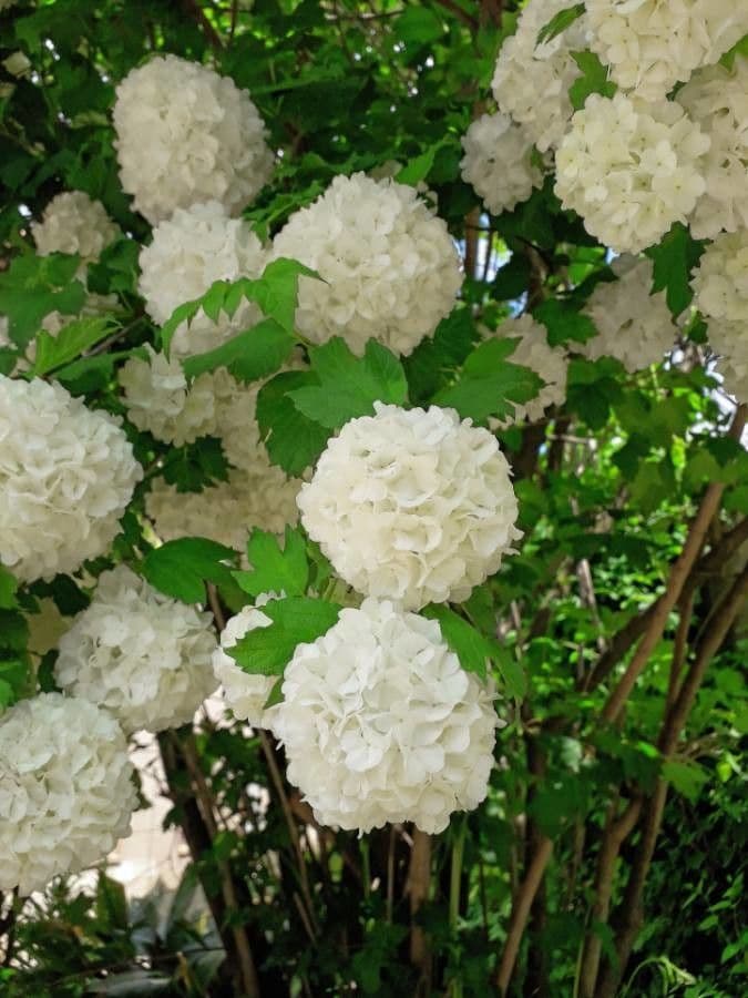 Viburnum opulus