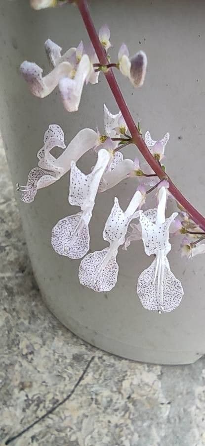 Plectranthus verticillatus