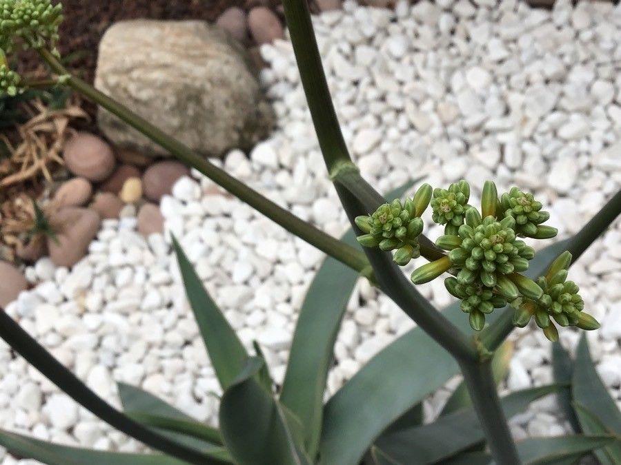 Aloe striata