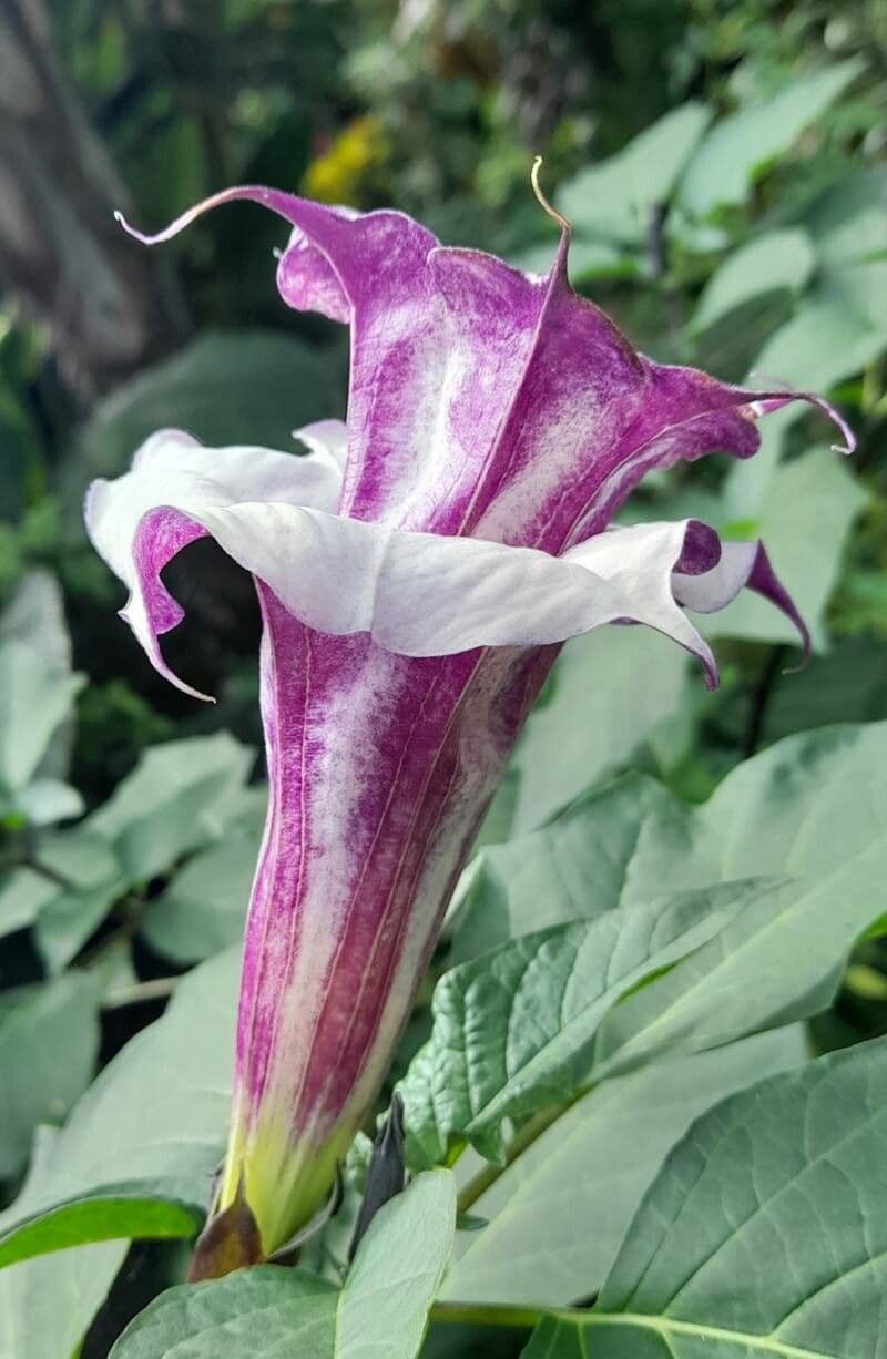 Datura metel