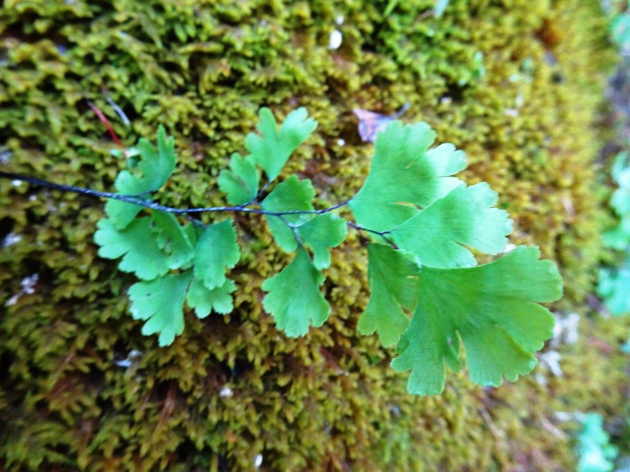 Adiantum capillus-veneris