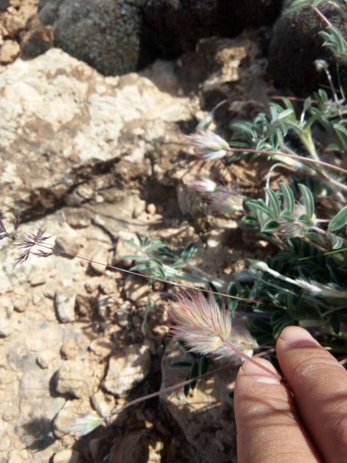 Ebenus pinnata