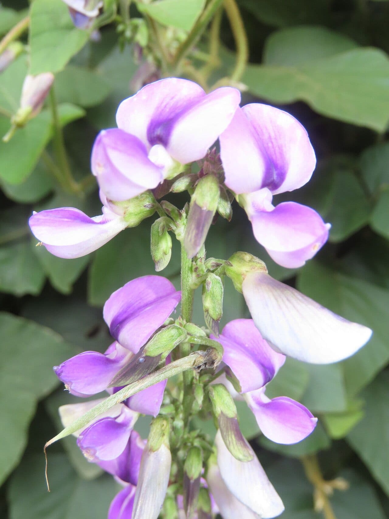 Neustanthus phaseoloides
