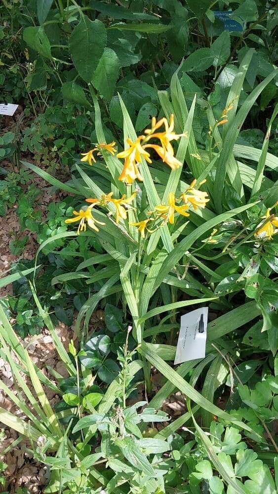 Crocosmia aurea