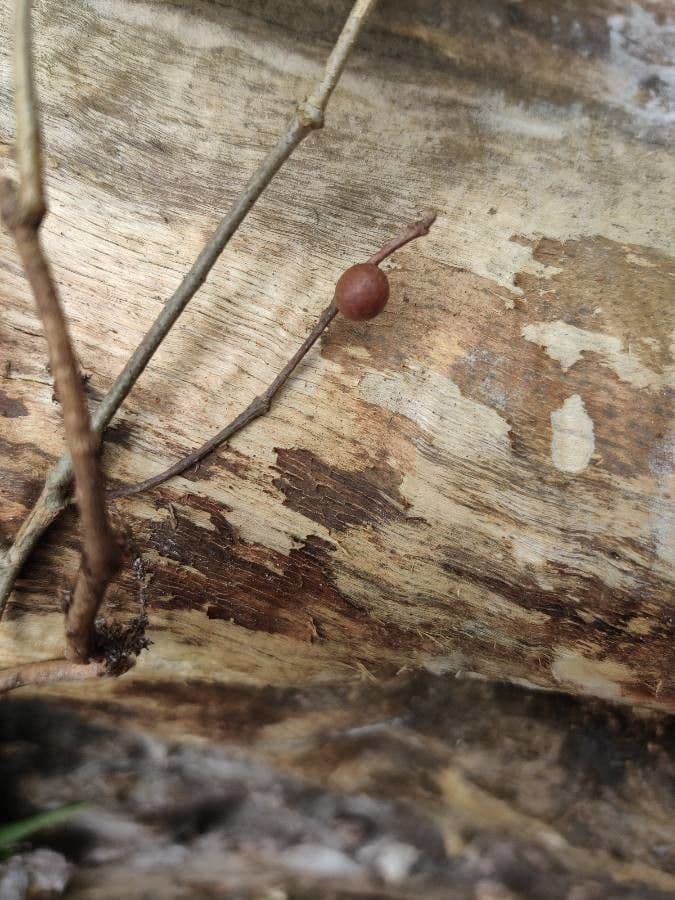 Quercus michauxii