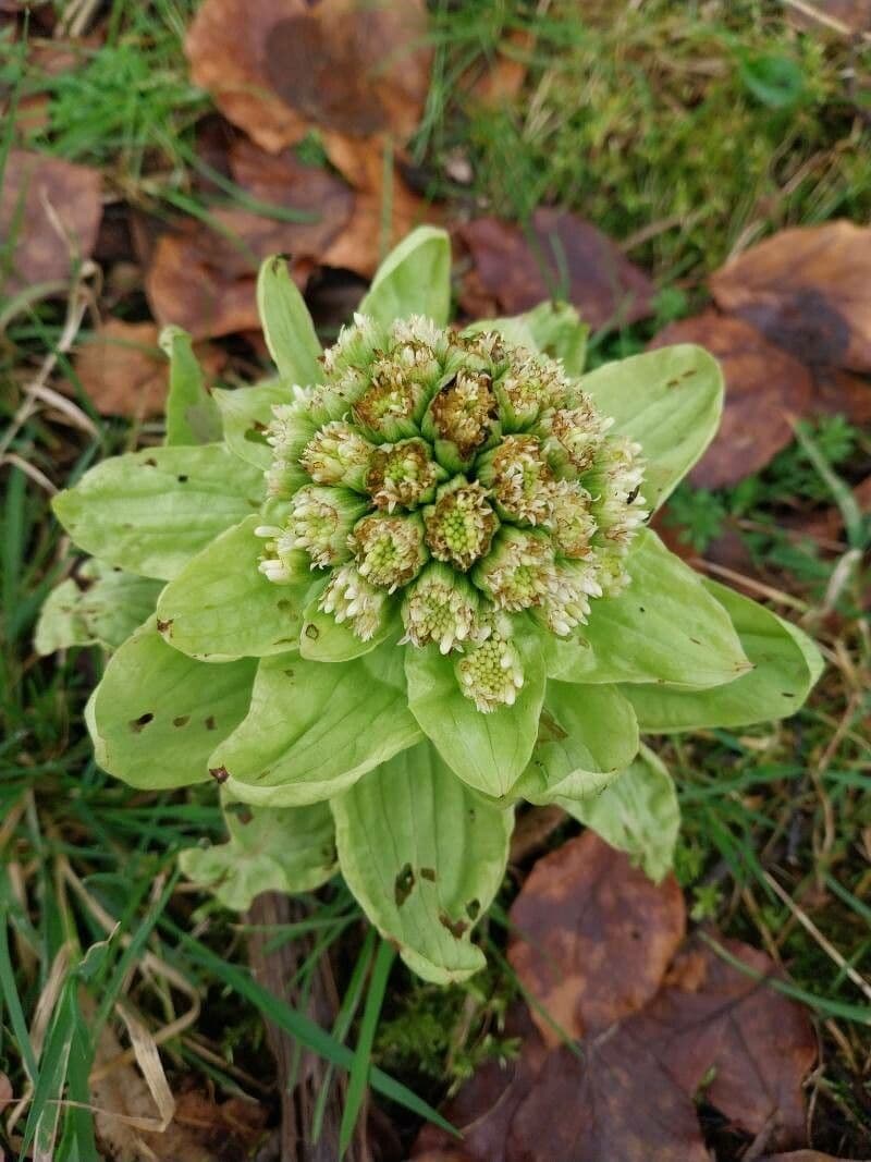 How To Grow Petasites japonicus | EarthOne