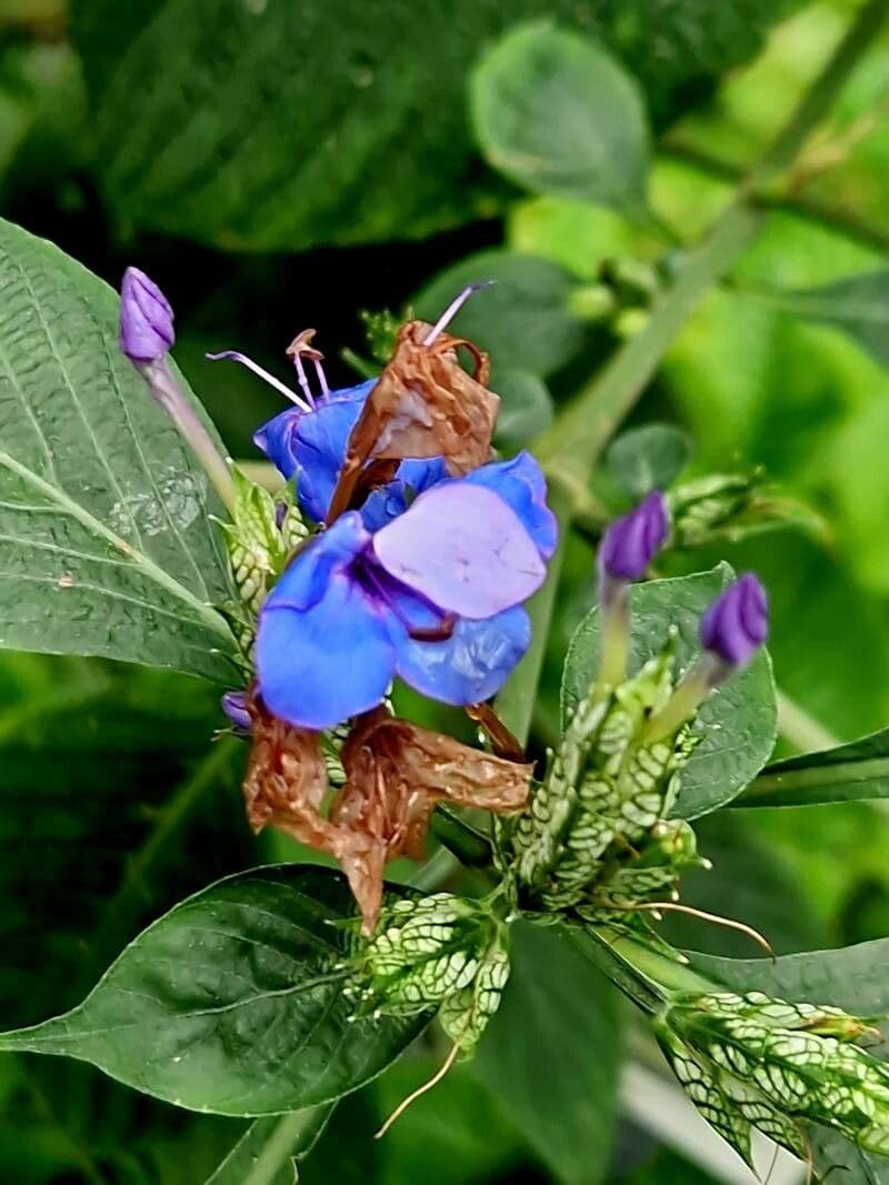 Eranthemum pulchellum