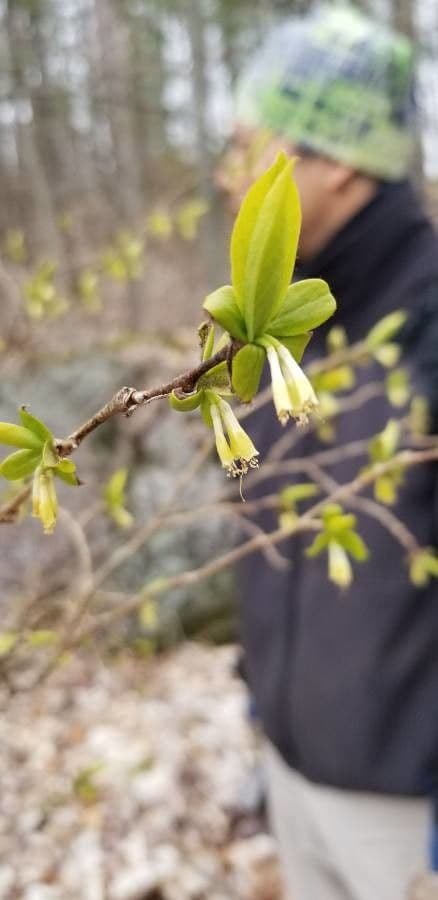 Dirca palustris