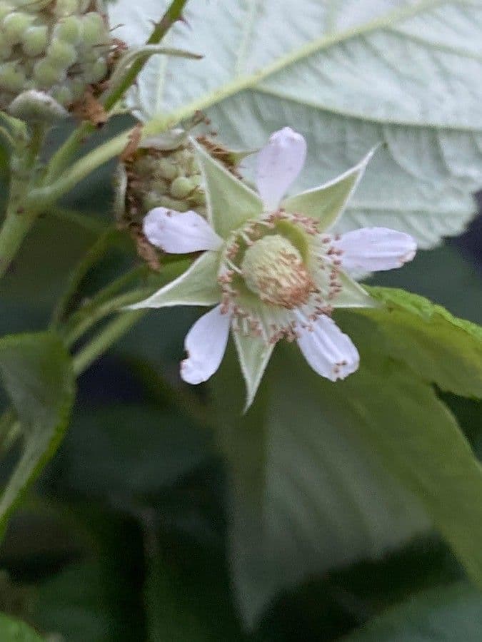 Rubus idaeus