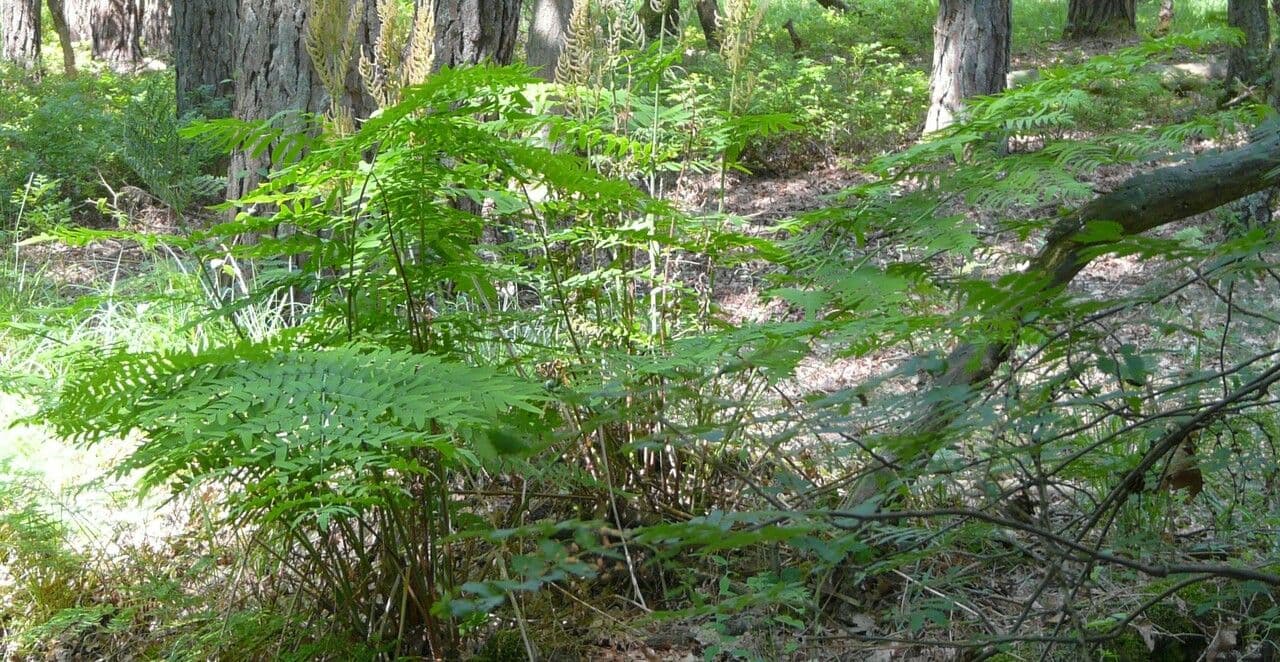 Osmunda regalis