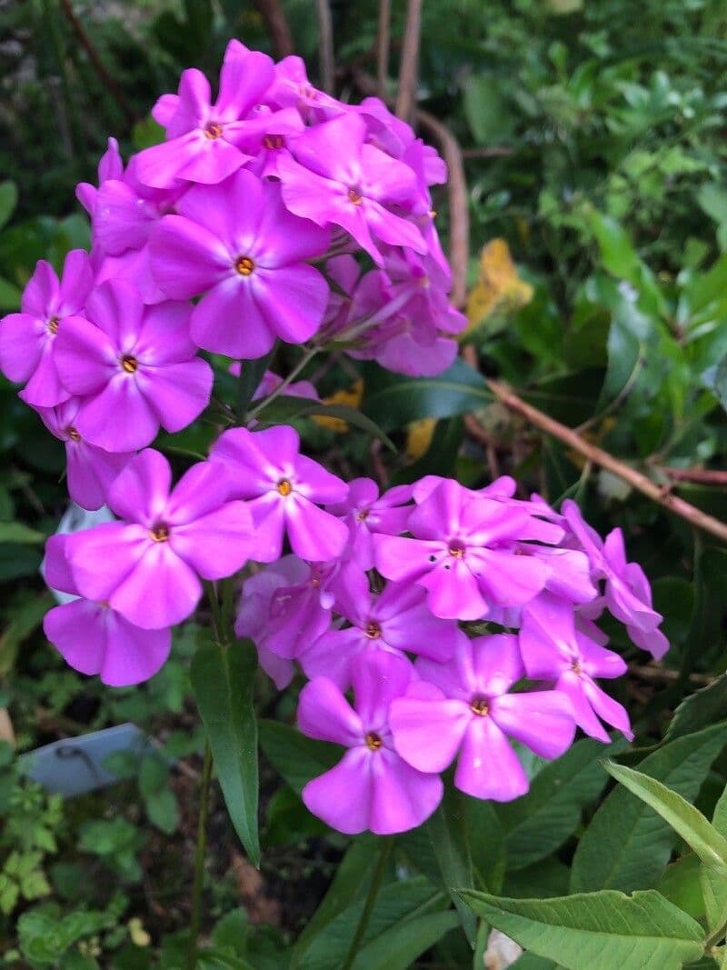 Phlox carolina
