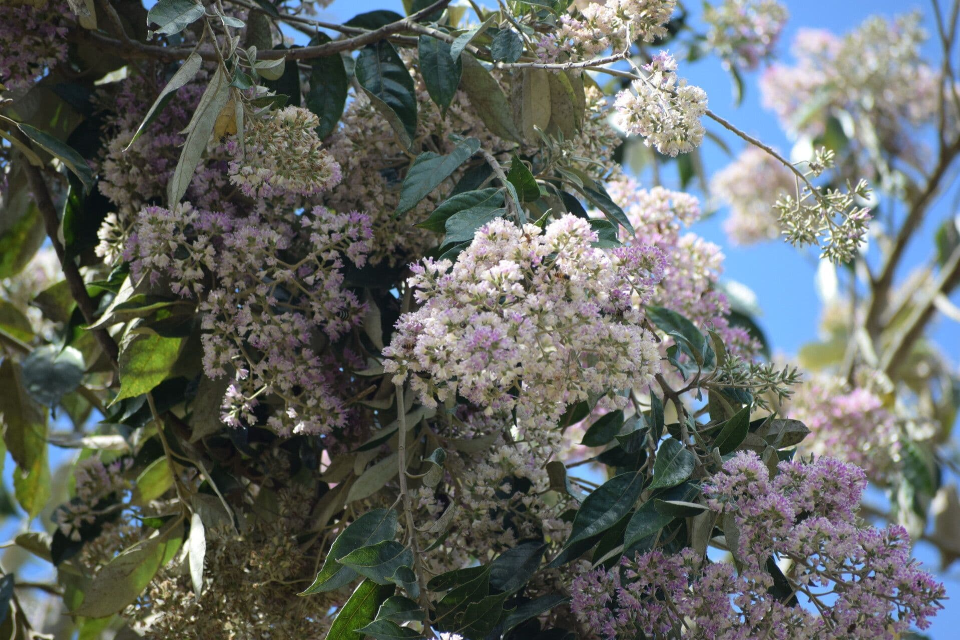 Cordia alliodora