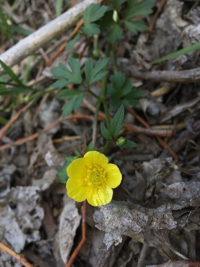 Ranunculus hispidus