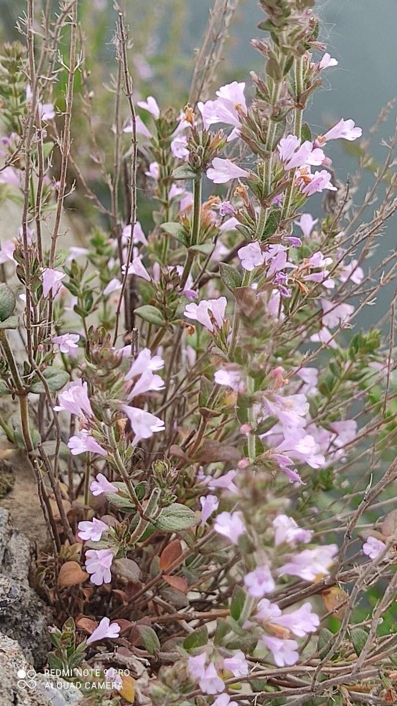 Micromeria graeca