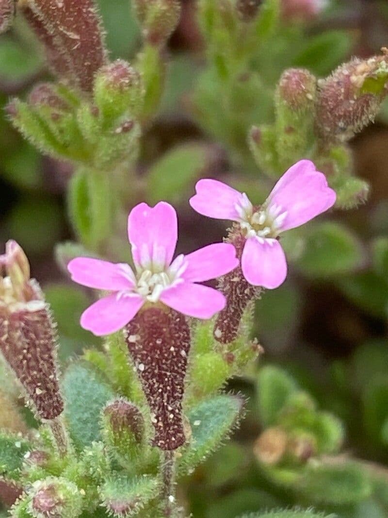 Silene sedoides
