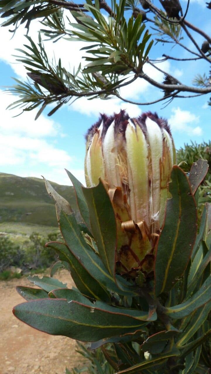 Protea caffra