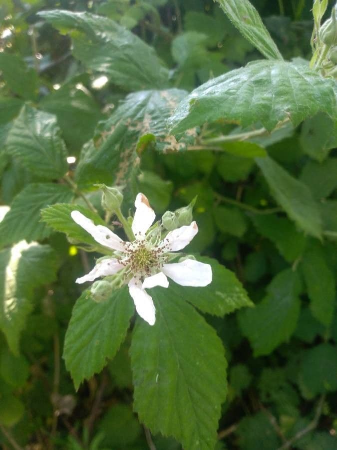 Rubus adscitus