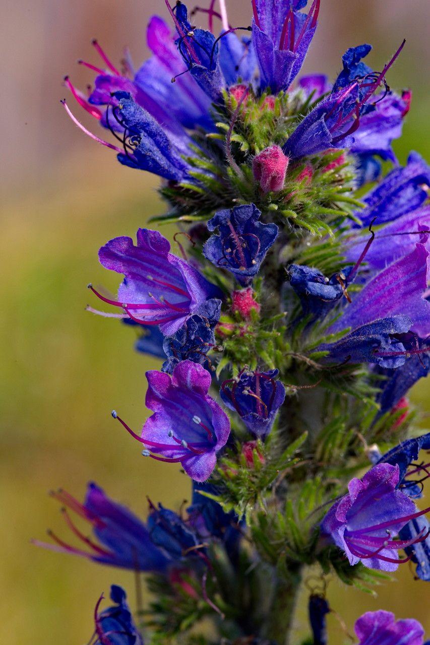 Echium vulgare