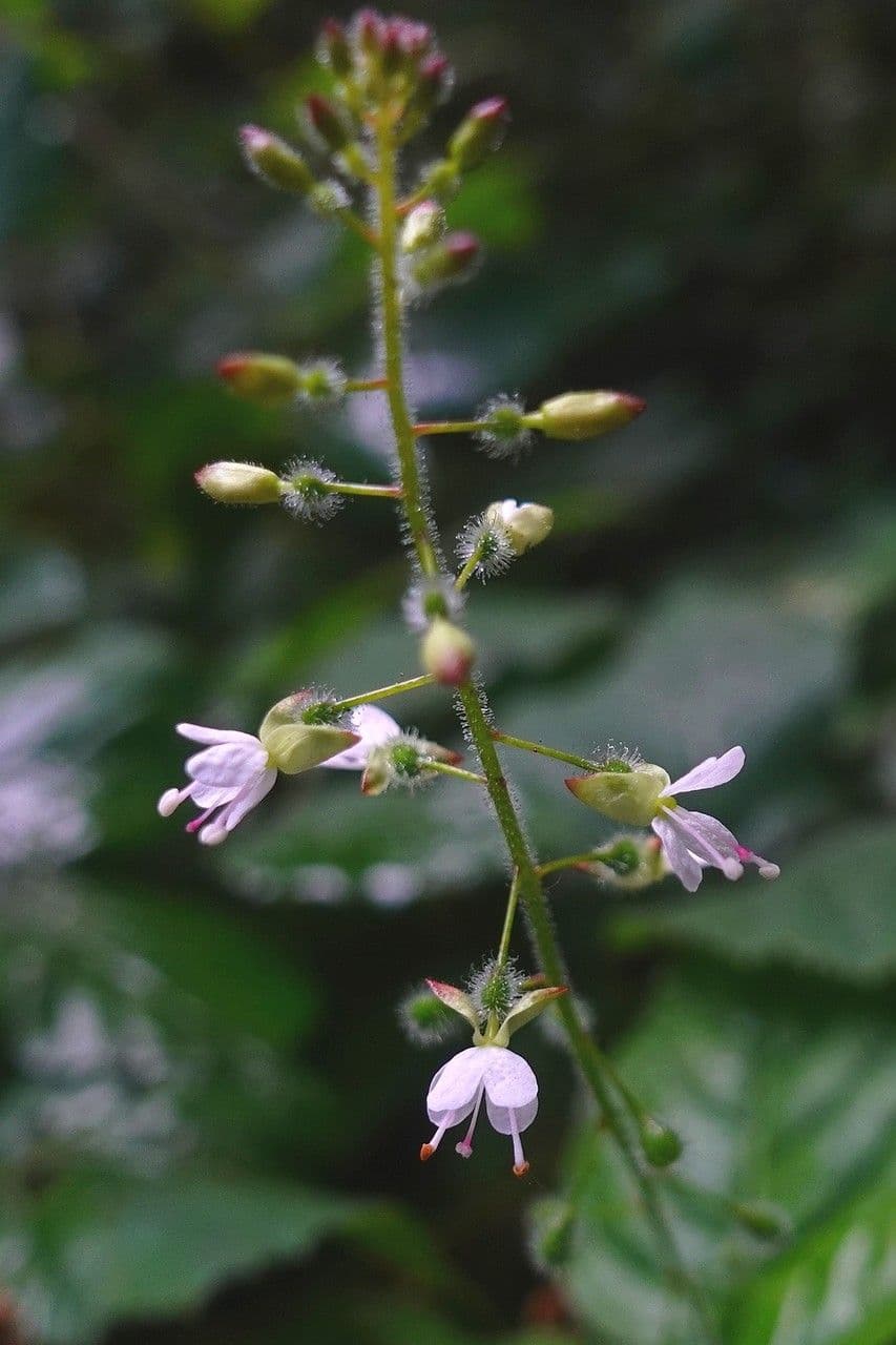 Circaea lutetiana