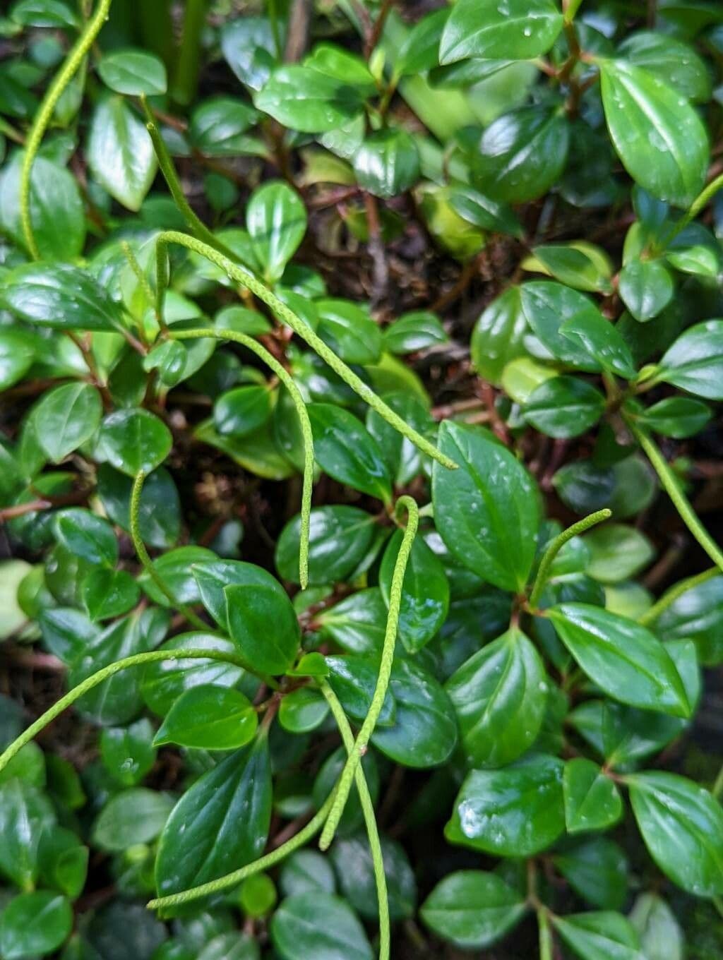 Peperomia glabella