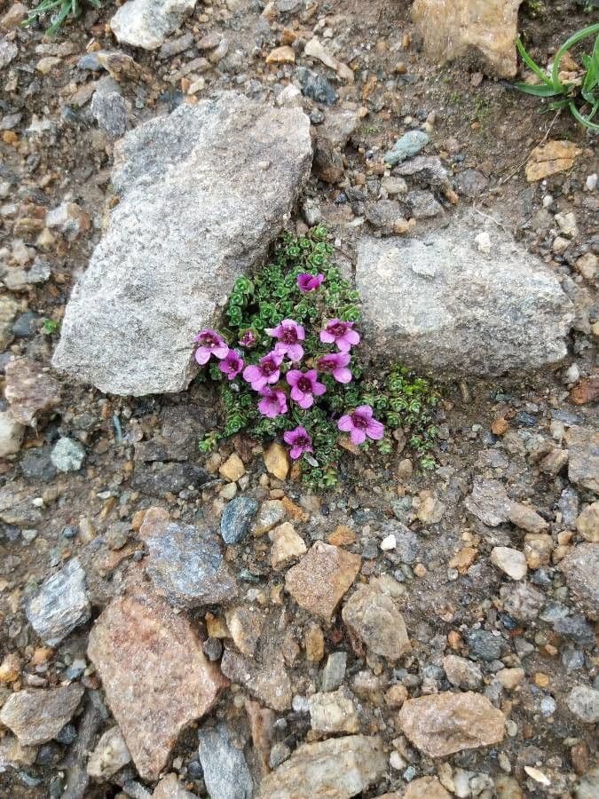 Saxifraga oppositifolia