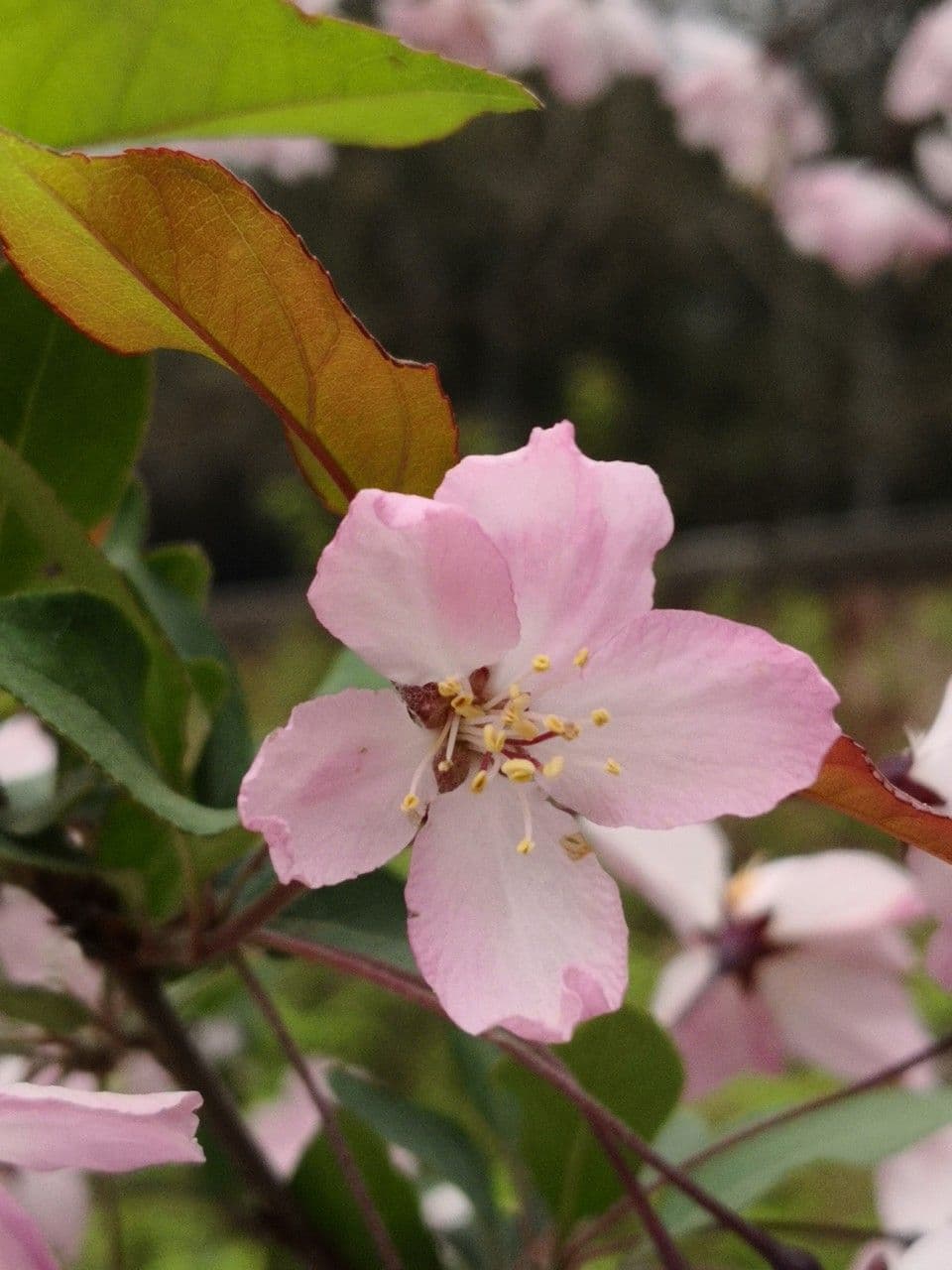 Malus halliana