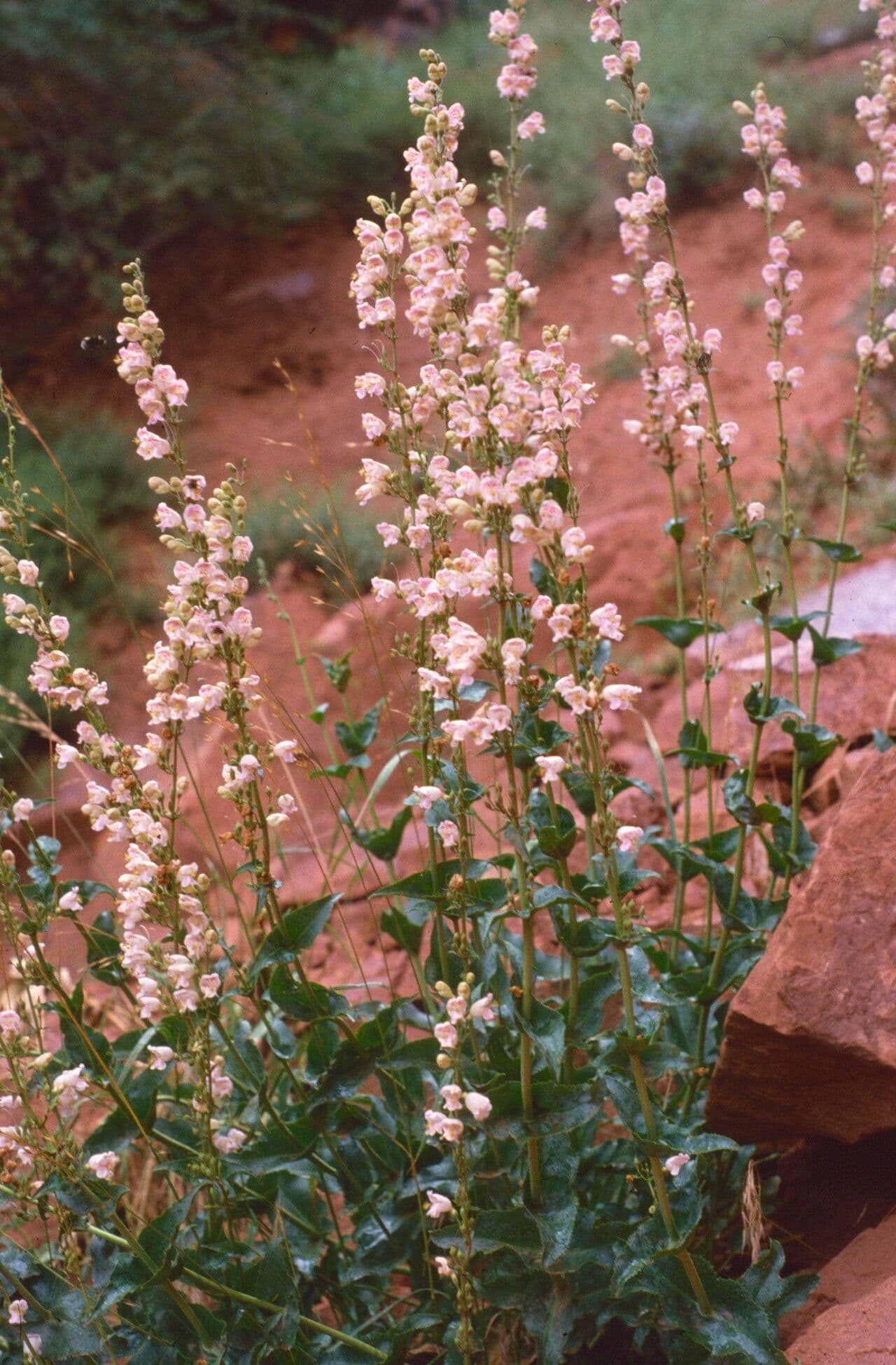 Penstemon palmeri